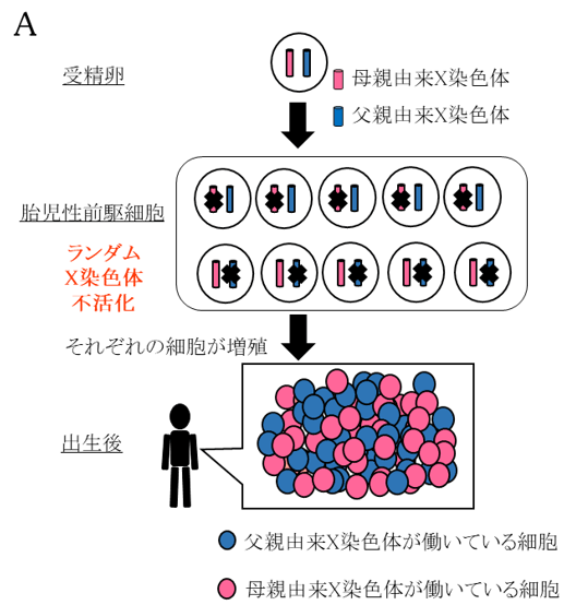 胎児の出生を可能とする染色体数の自然修復は、受精後数日に集中