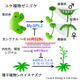 陸上植物に共通する生殖成長期移行のための分子スイッチを解明