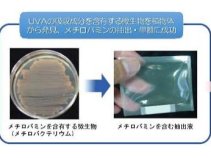 植物生息微生物由来の水溶性で強力な紫外線A波吸収剤～メチロバミン～