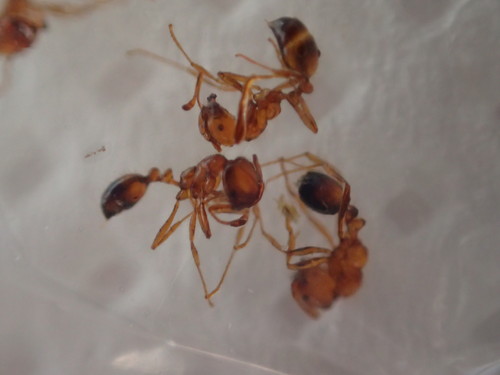 千葉県柏市におけるアカカミアリの確認について