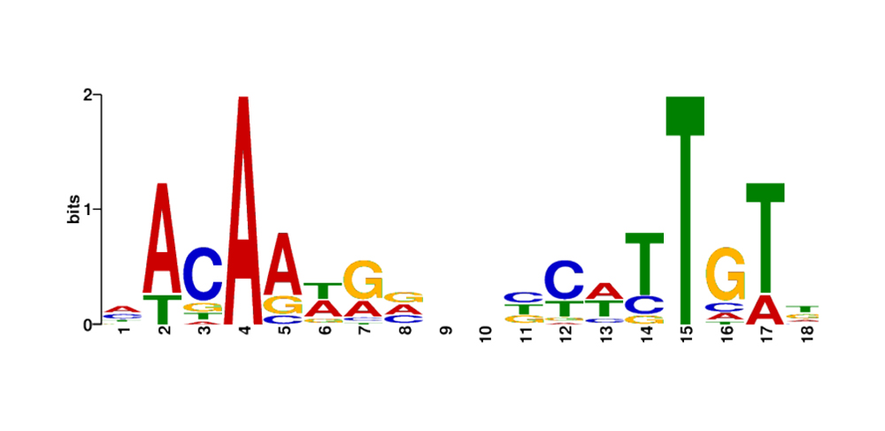 哺乳類と鳥類におけるSOX9機能の保存性の比較解析～軟骨形成と精巣形成でそれぞれの保存性を持つ