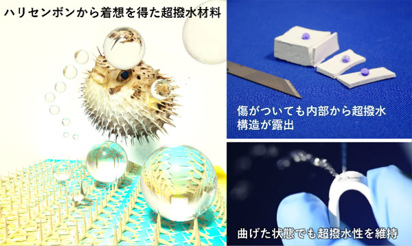 ハリセンボンをヒントに耐久性に優れた超撥水材料を開発 ハリセンボンをヒントに耐久性に優れた超撥水材料を開発