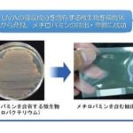 植物生息微生物由来の水溶性で強力な紫外線A波吸収剤～メチロバミン～