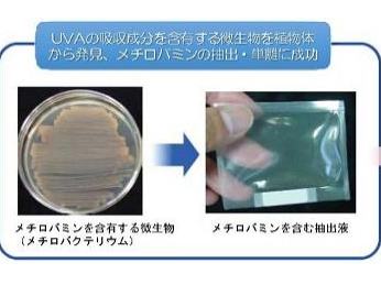 植物生息微生物由来の水溶性で強力な紫外線A波吸収剤～メチロバミン～