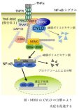 新しい炎症制御機構の発見～MIB2は脱ユビキチン化酵素のCYLDを分解することで炎症を促進する