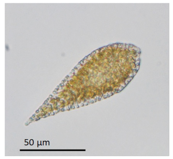 有害赤潮藻シャットネラの遺伝子配列を解読し、データベースを公開