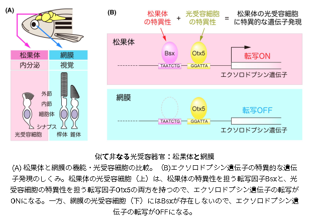 第三の眼:松果体における遺伝子発現と発生を制御する分子