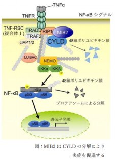 新しい炎症制御機構の発見～MIB2は脱ユビキチン化酵素のCYLDを分解することで炎症を促進する