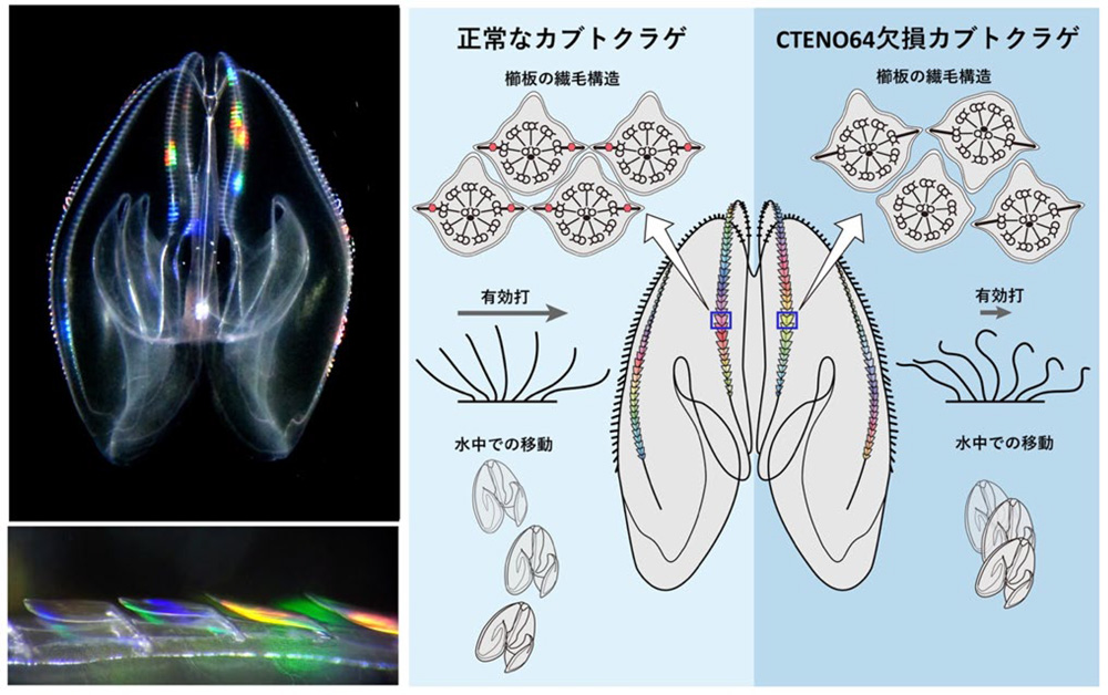 虹色に輝く「クシ」の謎 ～クシクラゲに特有のタンパク質を発見～