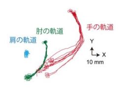 コモン・マーモセットの大脳皮質運動野を光刺激することで腕の運動を誘発することに成功
