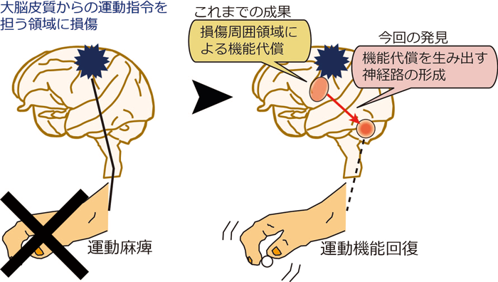脳損傷後に新たに形成される神経路を発見～脳の変化を適切に促すことで運動機能が回復する可能性～