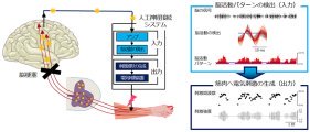 手の運動機能を持たない脳領域に人工神経接続システムを使って新たに運動機能を付与することに成功