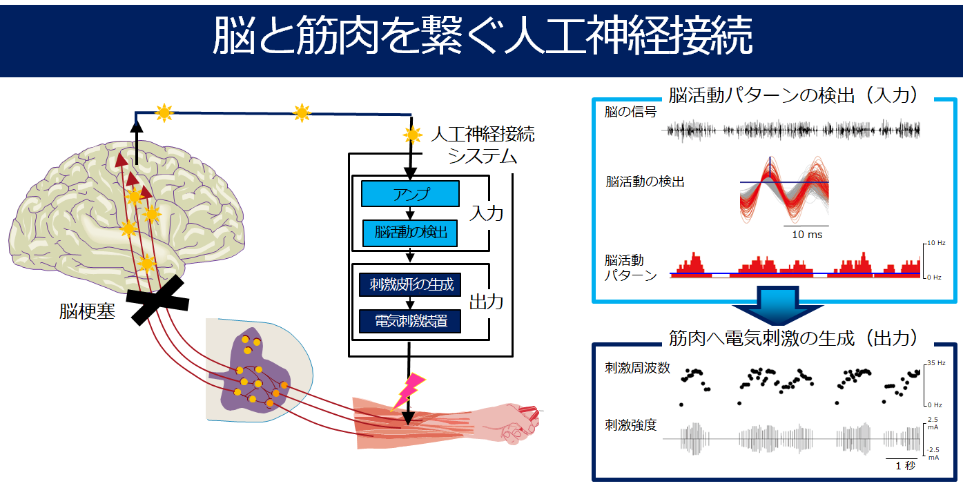 手の運動機能を持たない脳領域に人工神経接続システムを使って、新たに運動機能を付与することに成功