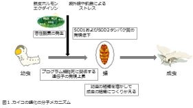 昆虫は活性酸素を上手に利用する ～蛹(さなぎ)になるために活性酸素を利用する仕組みを発見～