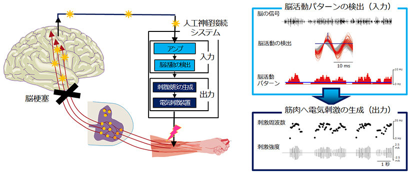 手の運動機能を持たない脳領域に人工神経接続システムを使って新たに運動機能を付与することに成功