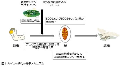 昆虫は活性酸素を上手に利用する ～蛹(さなぎ)になるために活性酸素を利用する仕組みを発見～