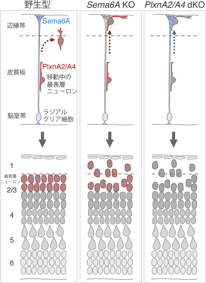 大脳皮質ニューロンが適切な場所で移動を停止するしくみ