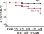 妊娠中および産褥期における心臓ホルモンの生理的意義の解明