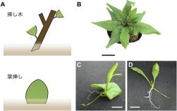 「切っても切っても生えてくる」 葉の断片から再生する植物を用いて栄養繁殖の仕組みを解明