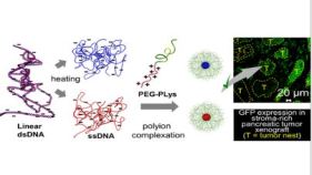 二重らせん構造のDNAを一本鎖にし、コンパクトに丸めてスマートナノマシンの中に封入する技術を…
