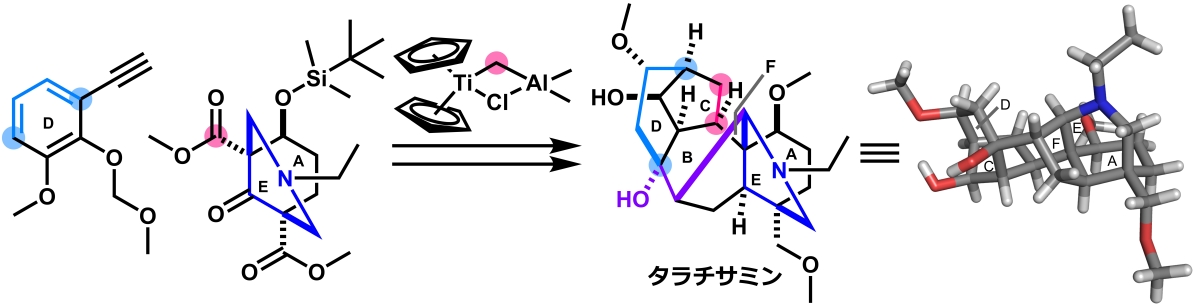 抗不整脈活性を有するタラチサミンの全合成に成功