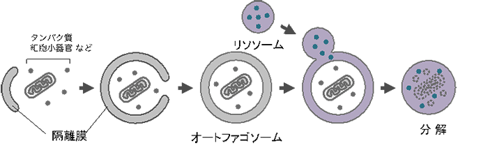オートファジーを選択的に制御できるAUTAC分子の発明