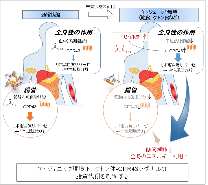 低炭水化物食や断続的断食による減量メカニズムの解明～ケトン体の新たな受容体を発見～