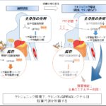 低炭水化物食や断続的断食による減量メカニズムの解明～ケトン体の新たな受容体を発見～
