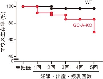 妊娠中および産褥期における心臓ホルモンの生理的意義の解明