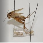 遺伝情報を長期保存できる昆虫標本の作製方法を新たに開発