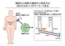 慢性疲労症候群の診断に有用な血中バイオマーカーを発見