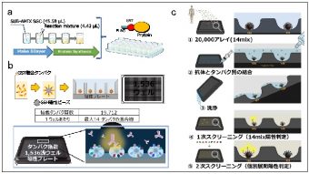 ヒトに作用する抗体の特異性をゲノムワイドに評価できる新しい技術