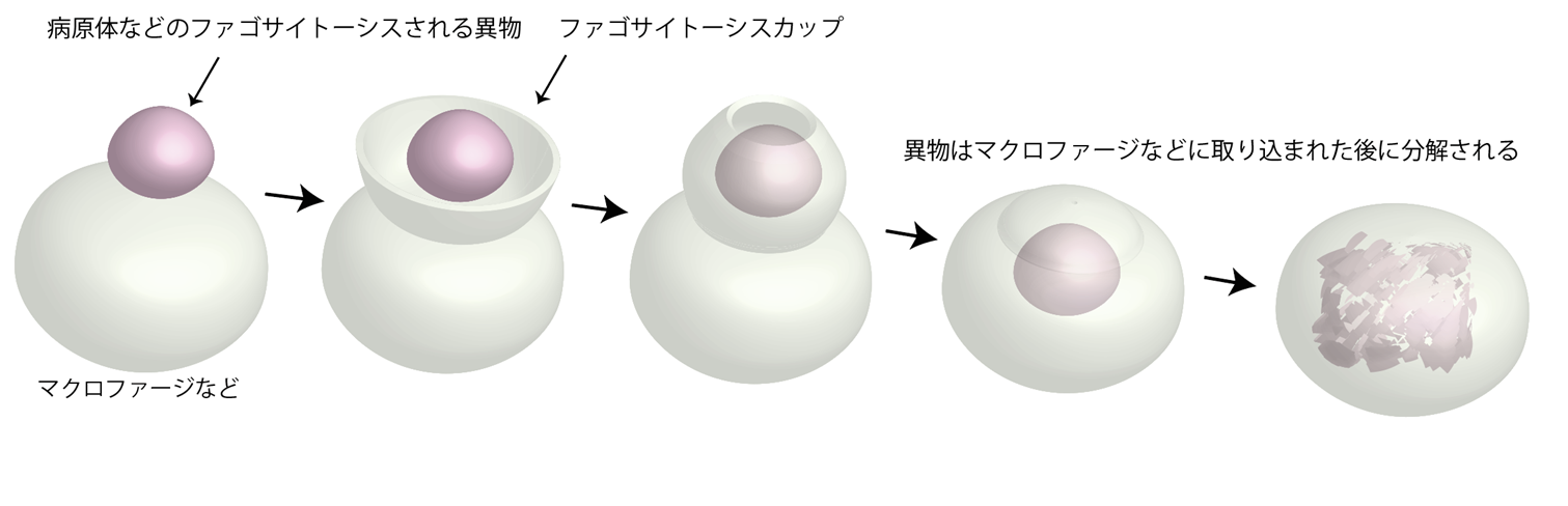 免疫細胞が異物を取り込む装置形成の仕組みを初めて解明～免疫反応の抑制など医療応用に期待～