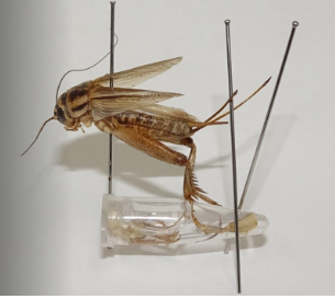 遺伝情報を長期保存できる昆虫標本の作製方法を新たに開発