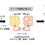 SOD1タンパク質が毒性の高い異常な構造を形成する新たなメカニズムを提唱