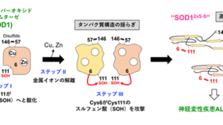 SOD1タンパク質が毒性の高い異常な構造を形成する新たなメカニズムを提唱