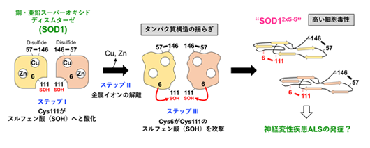 SOD1タンパク質が毒性の高い異常な構造を形成する新たなメカニズムを提唱