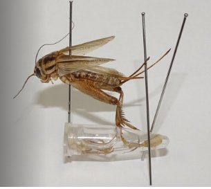 遺伝情報を長期保存できる昆虫標本の作製方法を新たに開発