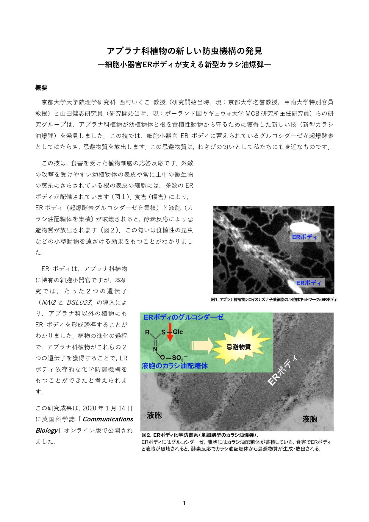 アブラナ科植物の新しい防虫機構の発見～細胞小器官ERボディが支える新型カラシ油爆弾～