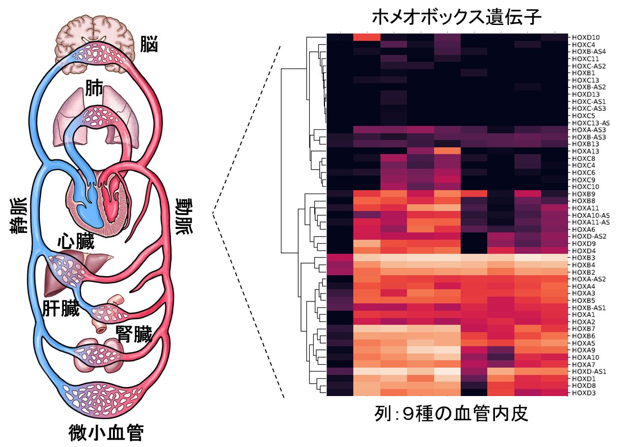 身をめぐる血管系の臓器特異性を全ゲノムレベルで解析