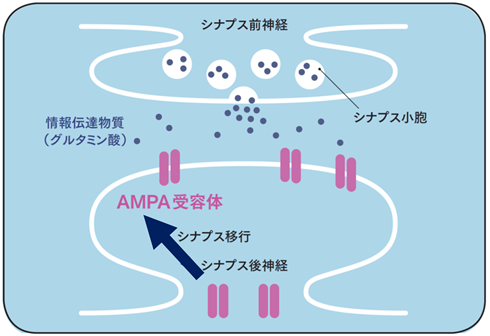 脳機能を担うAMPA受容体をヒト生体脳で可視化