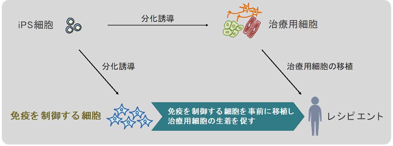 iPS細胞を用いた新たな免疫制御法を提案～iPS細胞を活用した移植医療への貢献に期待～
