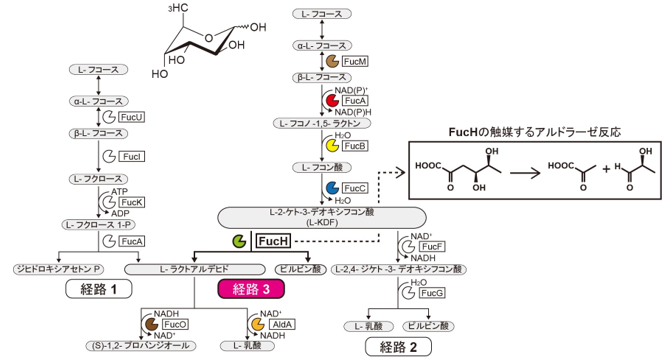 絶対嫌気性病原菌における糖代謝の新経路を発見