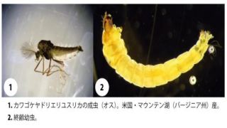 コケをつづり、巣をつくる新種ユスリカを発見～水中に棲む昆虫の営巣行動の多様性があきらかに～