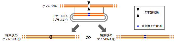 DNAの２本鎖切断を起こさないゲノム編集方法 ～安全なゲノム編集治療への応用に期待～