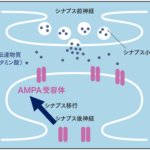 脳機能を担うAMPA受容体をヒト生体脳で可視化