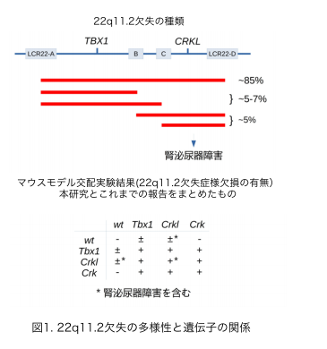 22番目の染色体欠失による指定難病「22q11.2欠失症候群」に糖代謝制御異常が関与する可能性