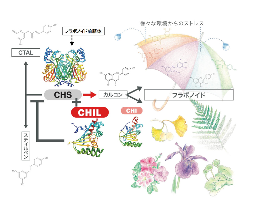 フラボノイド生合成酵素の「影武者」カルコン異性化酵素類似タンパク質