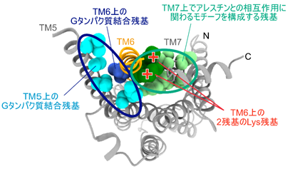Gタンパク質共役型β2アドレナリン受容体がシグナル伝達活性を発揮する状態における構造を可視化