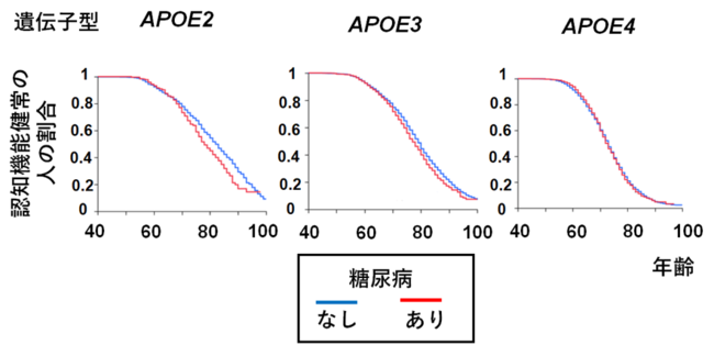 認知機能低下への遺伝因子と後天的危険因子の相互作用を解明